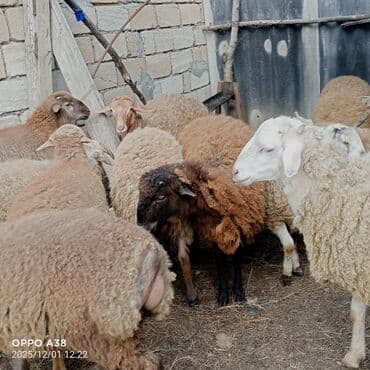 qoyun sortlari: Qoyun sürüsü satılır - Növ: Yerli ətlik-yunlu qoyunlar, qarışıqları — 1