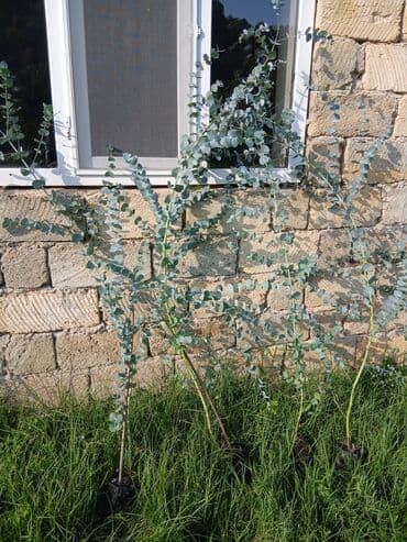 üzüm ağacı: Efkalif mandari peyxo ağaclar satişad müxtəlif hündürlüklərdə — 3
