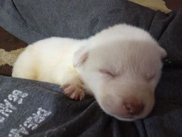 it ev: Zvonok, 1 ay, Erkek, Ödənişli çatdırılma, Ünvandan götürmə, Pulsuz çatdırılma — 6