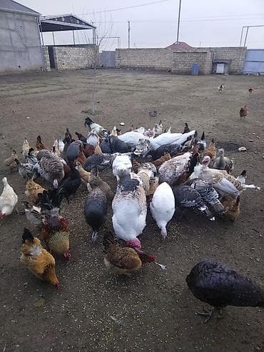 Salam. Yerli damazlıq hinduşqalar. Təzə fərələrdir xoruzdadırlar. Ana