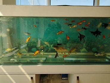 balıqlar: Böyük həcmli akvarium dəsti - Şüşə akvarium: panoramik ön və yan — 3