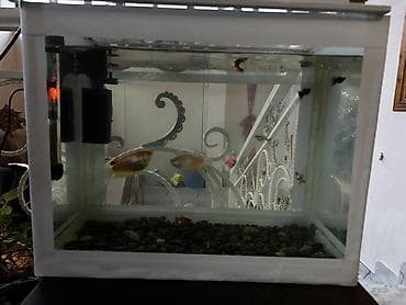 Dördbucaq akvarium, Balıqlarla birlikdə, 70 l, Ünvandan götürmə