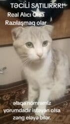 pişiklər bala: Pişiklər — 3