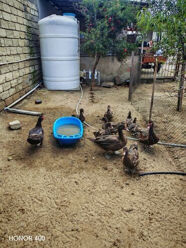 dana qiyməti siyəzən: Salam Aleykum Gördüyüvüz Krasnadarların (qırmızı öküz) hamısıni — 6