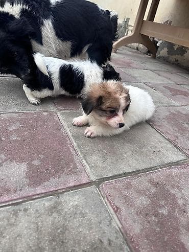 Gəmiricilər: 3 ay, Peyvəndli — 5