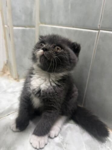 pişik etibarlı: Şotland yastı qulaq — 3