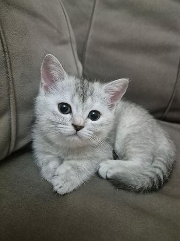 qus satisi: Britan — 6