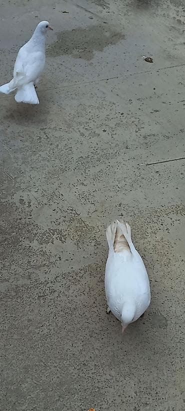 K/t heyvanları və malları: Cutduler 50 manata cutu — 4