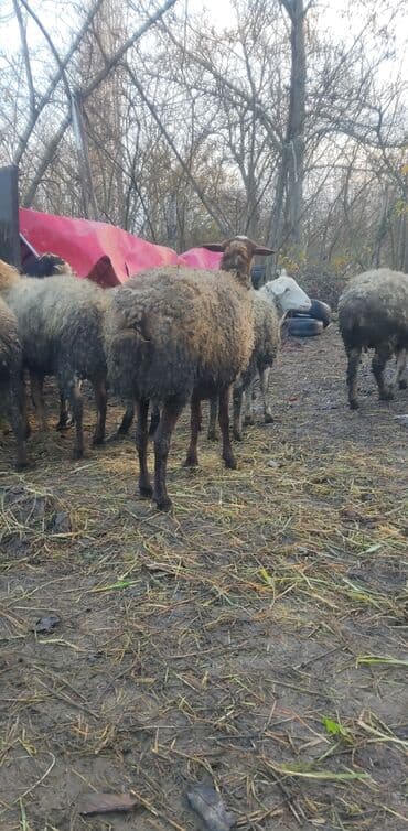 qoç əti: Salam alekum. Qoyun 9 ana,16erkək bu illkidir,qalar şəgə boğaz satilir — 1
