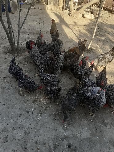 xarkov toyuqu: Toyuq, Yumurtalıq — 2