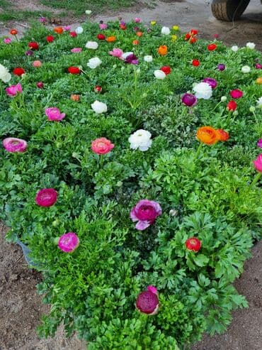 qızıl gül buketi: Gullerin satişi — 25