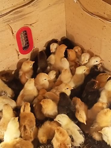 0.80qəpik 10günlük tam saglam(yaz)mart cücəsi Xaçmaz şəhəri İsdəyən — 1