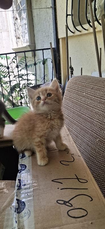 sirin it: Tabbi, Yaxşı əllərə — 5