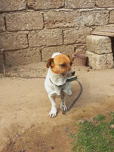 itlee: Cek rassel teryer, 2 il, Dişi — 9