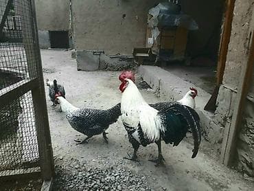 Brekel 1 Xoruz 4 fərə. Cəm Satıram. Qiymət 1 Ədədinə Aiddir. Kişiliyi