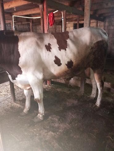 it satilir ucuz: Qurbanlığa yaralı super dana satılır kəsgi ilə16manat ayaq üsdü diri — 7