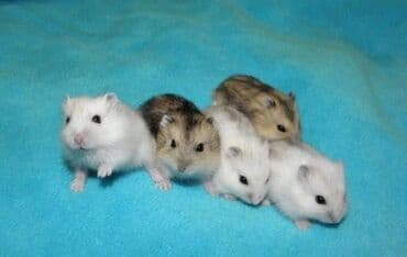 hamster kaç lira: Джунгарики 5-10-15 манат Cunqarik 5-10-15 azn — 1