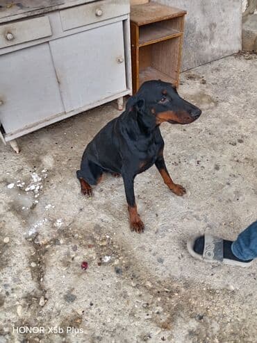 Doberman, 6 ay, Dişi, Peyvəndli, Ünvandan götürmə lalafo.az -da Doberman, 6 ay, Dişi, Peyvəndli, Ünvandan götürmə