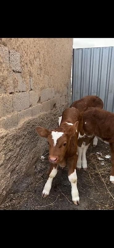 mal bazari 2020: Satışda: qırmızı-ağ rəngli, alın və burun hissəsi ağ olan simmental — 7