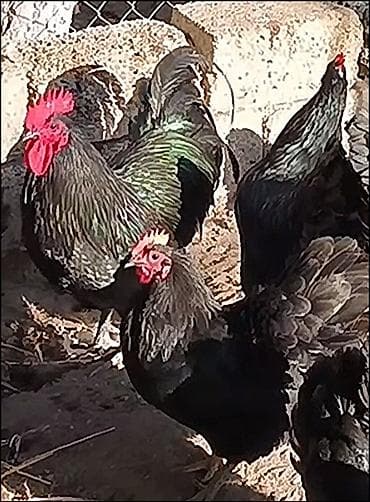 Toyuq, Australorp, Damazlıq