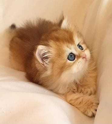 ereb ati satilir: Şotland uzun tüklü, Yaxşı əllərə — 5