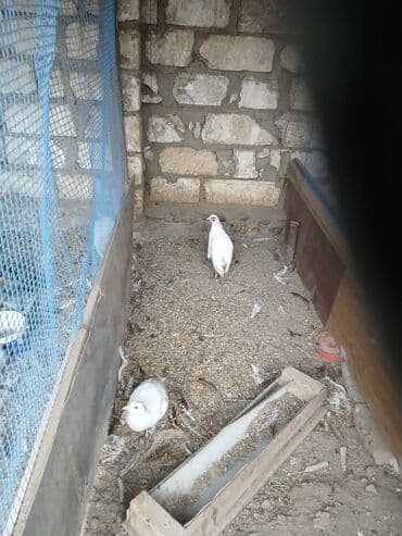 gence toyuq cuce: Digər quşlar — 6