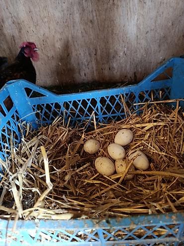 Məhsul: Ev toyuğu yumurtaları Təsvir: - Təbii şəraitdə saxlanılan