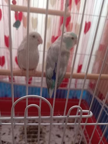 bildirçin quşu: Hazr cüt Forpus papuqayı, papuqay növünün içində ən kiçik növdü, çox — 2