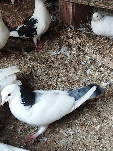 İtlər: Salam Aleykum çep maya tutulmadi dikelib oynuyan qusdu maya 25m — 4