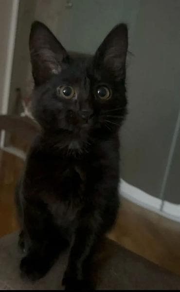 naxcivan heyvan elanlari: Dişi, Yaxşı əllərə — 6