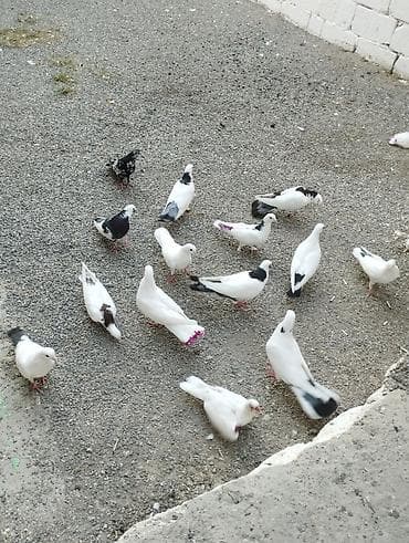 tovuz quşu qiyməti: Hoptum satilir 1ededi 15 aznden icinde deste boynugulluler ucanlar — 4