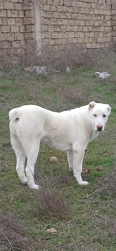 biq 6: Alabay, 6 ay, Dişi, Cütləşmə üçün, Ödənişli çatdırılma — 4