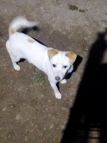 balaca it cinsleri: Balaca ölçülü it – ağ tüklü, qulaqları və belində açıq qəhvəyi — 4