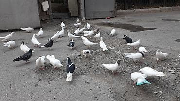 qus adlari: Ev göyərçinləri – müxtəlif rəng və naxışlarda - Növ: ev/ozuq — 3