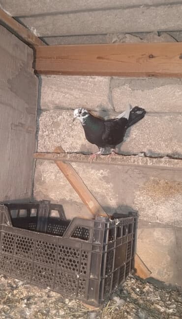 ordek nece gune bala cixarir: 4ədəd quşdu içində 1 ədəd türk göyərçini var onun tək qiyməti 30 — 2