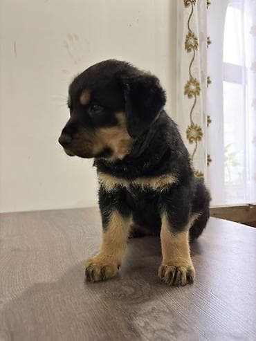 zvanok balası: Rotveyler, 2 ay, Dişi — 10