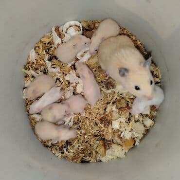 купить хомяка в баку: Xamyak — 5