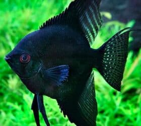 betta balıq: Mələk balığı (skalyari), Sülhsevər — 2