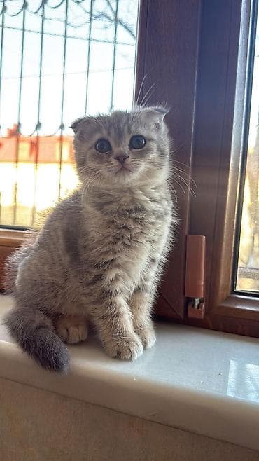 pişik sumqayıt: Şotland — 8