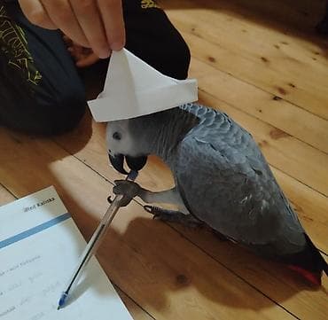 suda yaşayan heyvanlar: Jako bala tutuquşu Danışır, ələ öyrəşib,sağlamdır .endirim üçün — 4