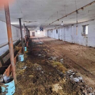 vasitəcisiz birbaşa sahibindən mənzil kirayələmək: Kənd təsərrüfatı, Mülkiyyətçi, Bələdiyyə, Kupça (Çıxarış) — 10