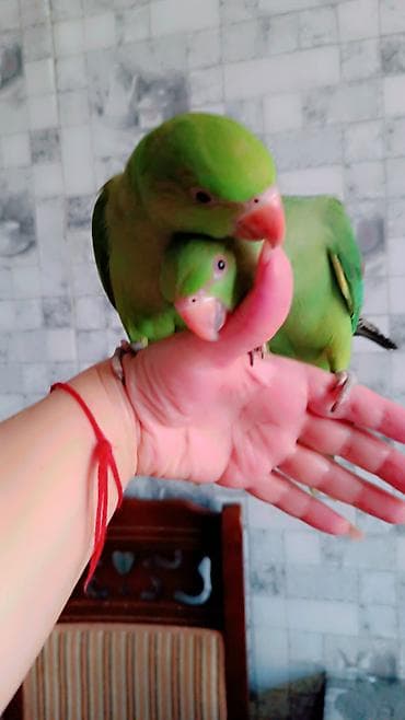 neon isiqlar: 2 ayliq erkek bala əldə bəslənib, barter yoxdur — 10