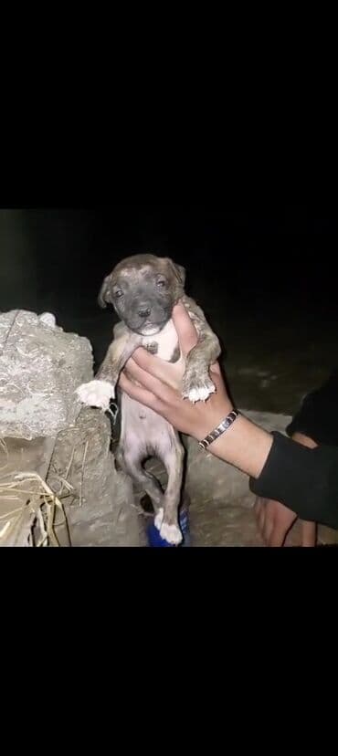 it xaltalari satisi: Sevimli pitbull balaları – müxtəlif rənglərdə Təsvir: - Yaş: çox — 2