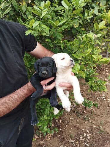 лабрадор: Labrador-retriver, 2 ay, Dişi, Peyvəndli, Ünvandan götürmə — 2