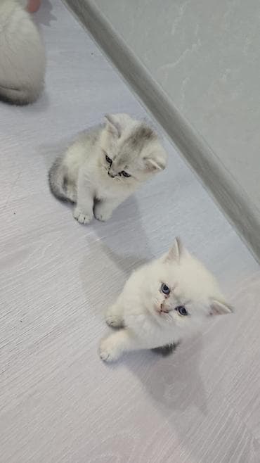 pisik sekli: Britan, Erkək, Dişi, Yaxşı əllərə, Ünvandan götürmə, Ödənişli çatdırılma — 3