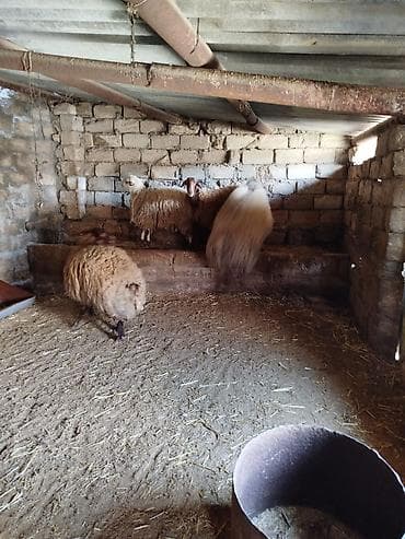hind qusu satisi: 1 Qoç, 2 Qoyun. 1 Dişi şişək, 1 ci qarına bogazdi. 70, 80 kiloluq — 3