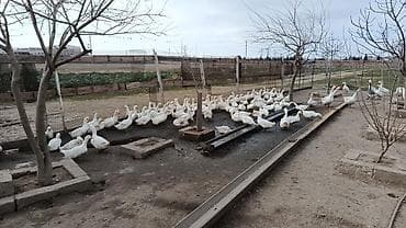 Другие продукты питания: Məhsul: Pekin Ördək yumurtası (inkubasiya üçün) Təsvir: - Ağ rəngli — 3