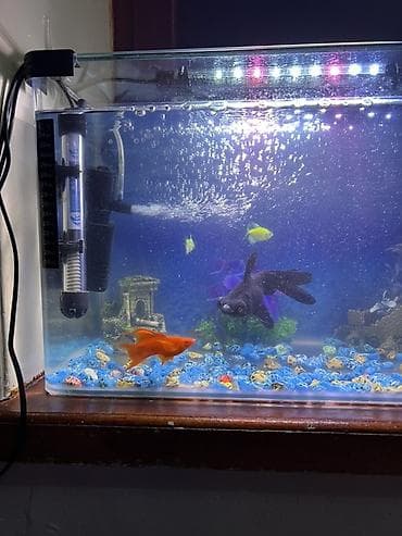 heyvanlar: Akvaryum seti – tam işlək komplekt - Şəffaf şüşə akvaryum, düzbucaqlı — 1