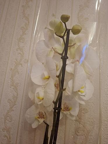kala bitkisi: Ağ çiçəkli orkide (Phalaenopsis) – saksıda, şəffaf örtükdə.qiymet — 3