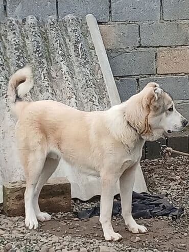 Alabay, 9 ay, Erkek, Peyvəndli